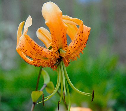 Lilium henryi