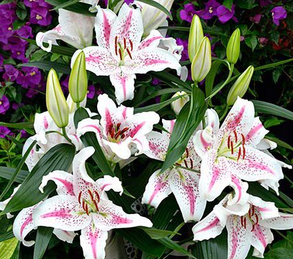 Lilium 'Spectator'