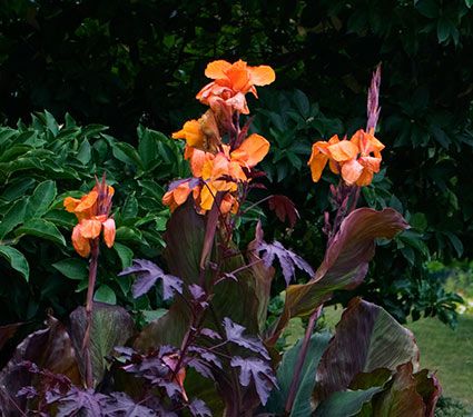 Canna 'Intrigue'