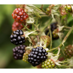 Blackberry Plants