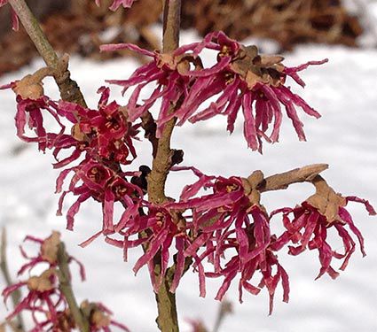 Résultat de recherche d'images pour "hamamelis amethyst"