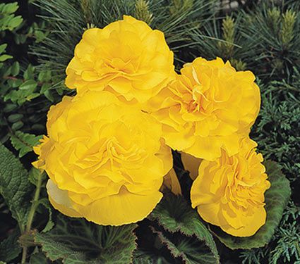 Annuals for Shade | White Flower Farm