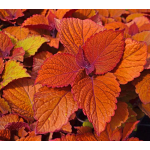  Coleus Campfire
