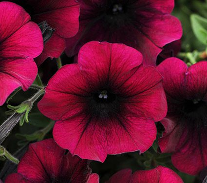 Petunia Easy Wave® Burgundy Velour