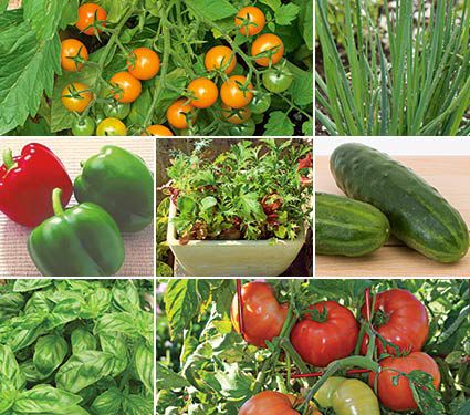 Raised Bed Veggie Garden