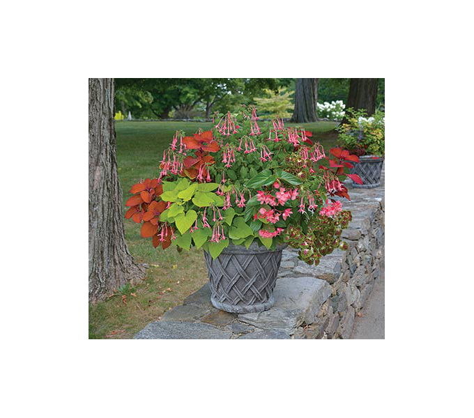 Hummingbird Container Garden White Flower Farm