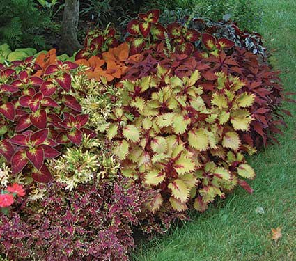 Consider adding colorful annuals for shade. We have over 150 to choose from. 