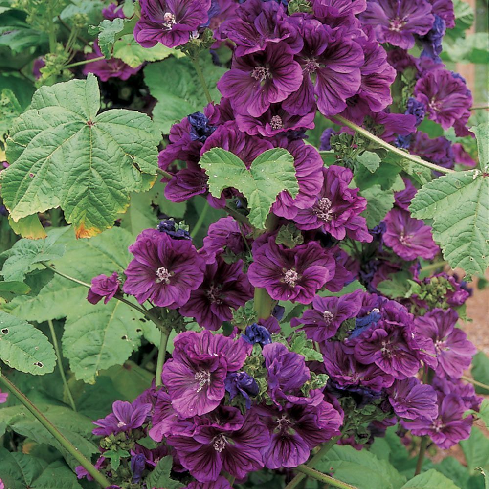 Malva sylvestris subsp. mauritanica | White Flower Farm