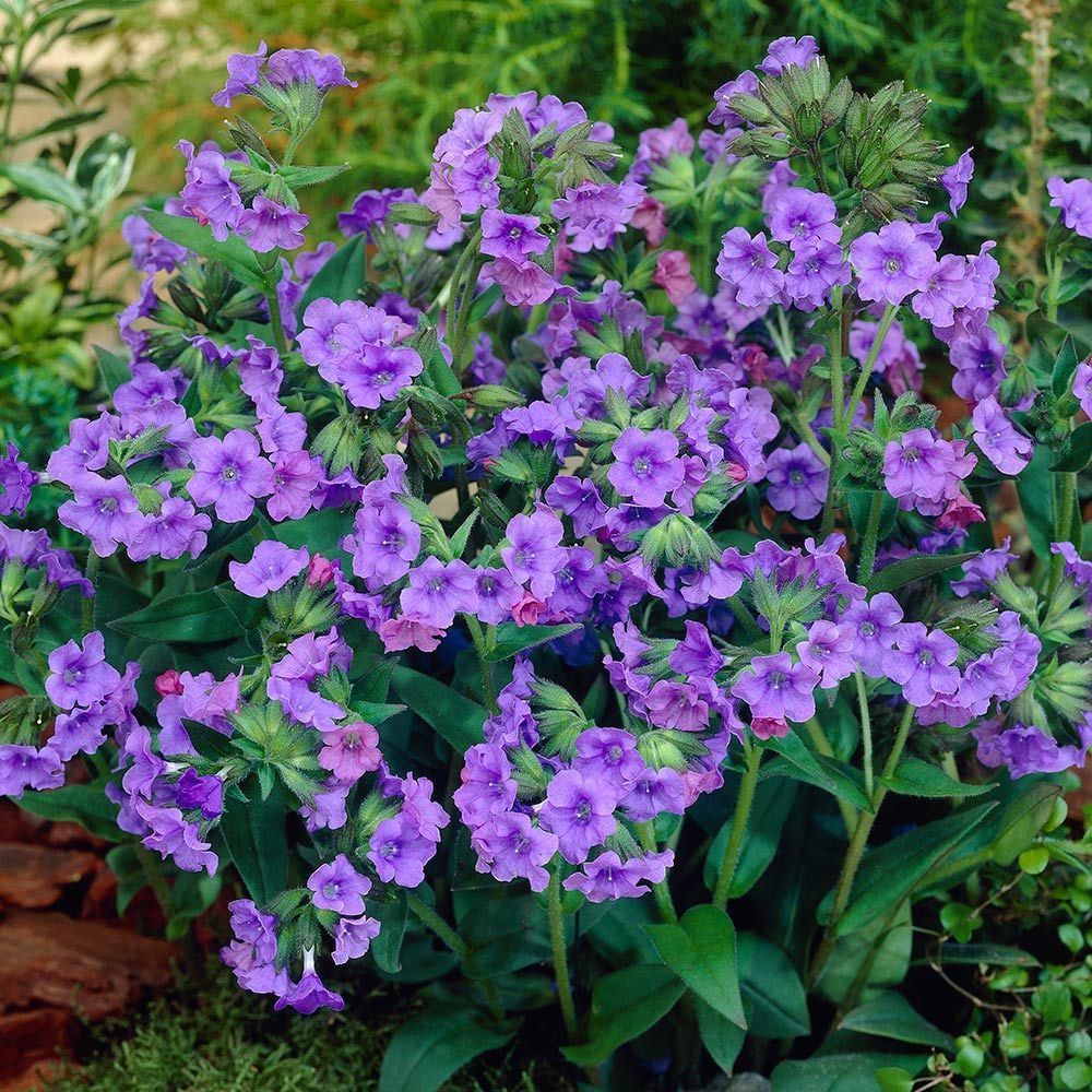 Pulmonaria 'Blue Ensign'