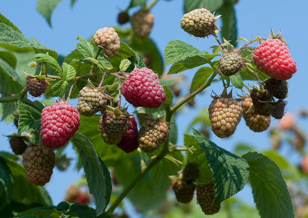 Raspberry Sampler White Flower Farm
