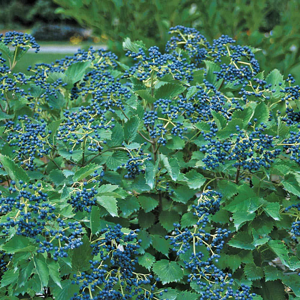 Viburnum dentatum Blue Muffin® White Flower Farm