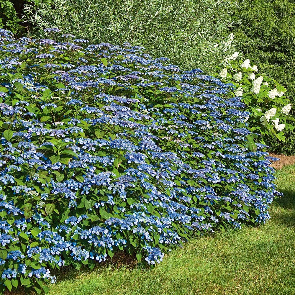 Hydrangea serrata 'Blue Billow'