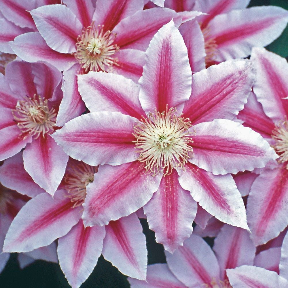 Clematis 'Bees' Jubilee'