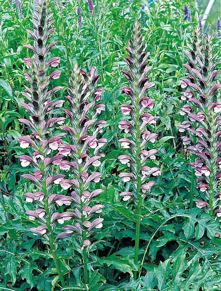 Acanthus spinosus