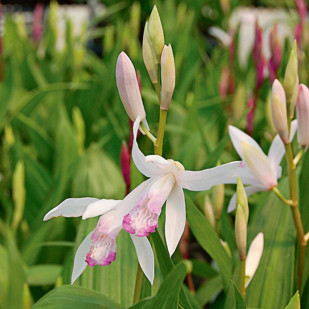 Bletilla striata 'Kuchibeni'