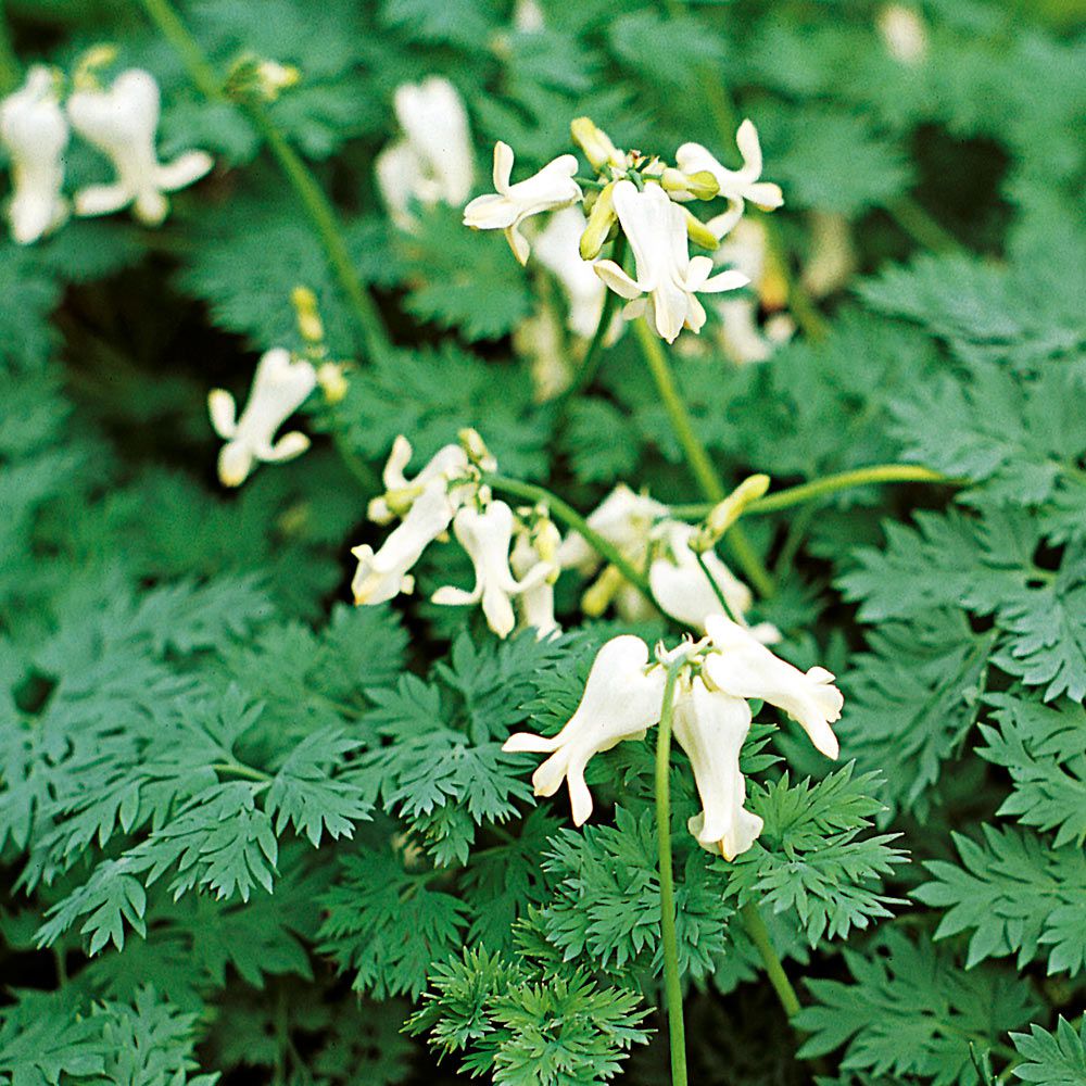 Dicentra 'Ivory Hearts' | White Flower Farm