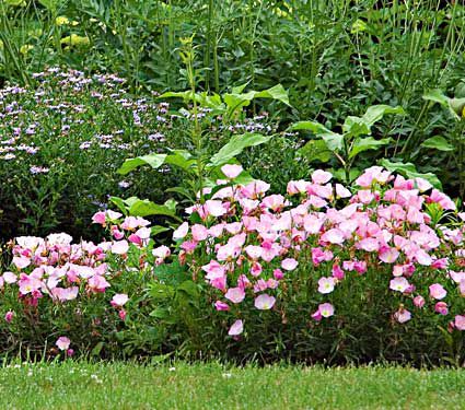 Oenothera speciosa 'Siskiyou' | White Flower Farm