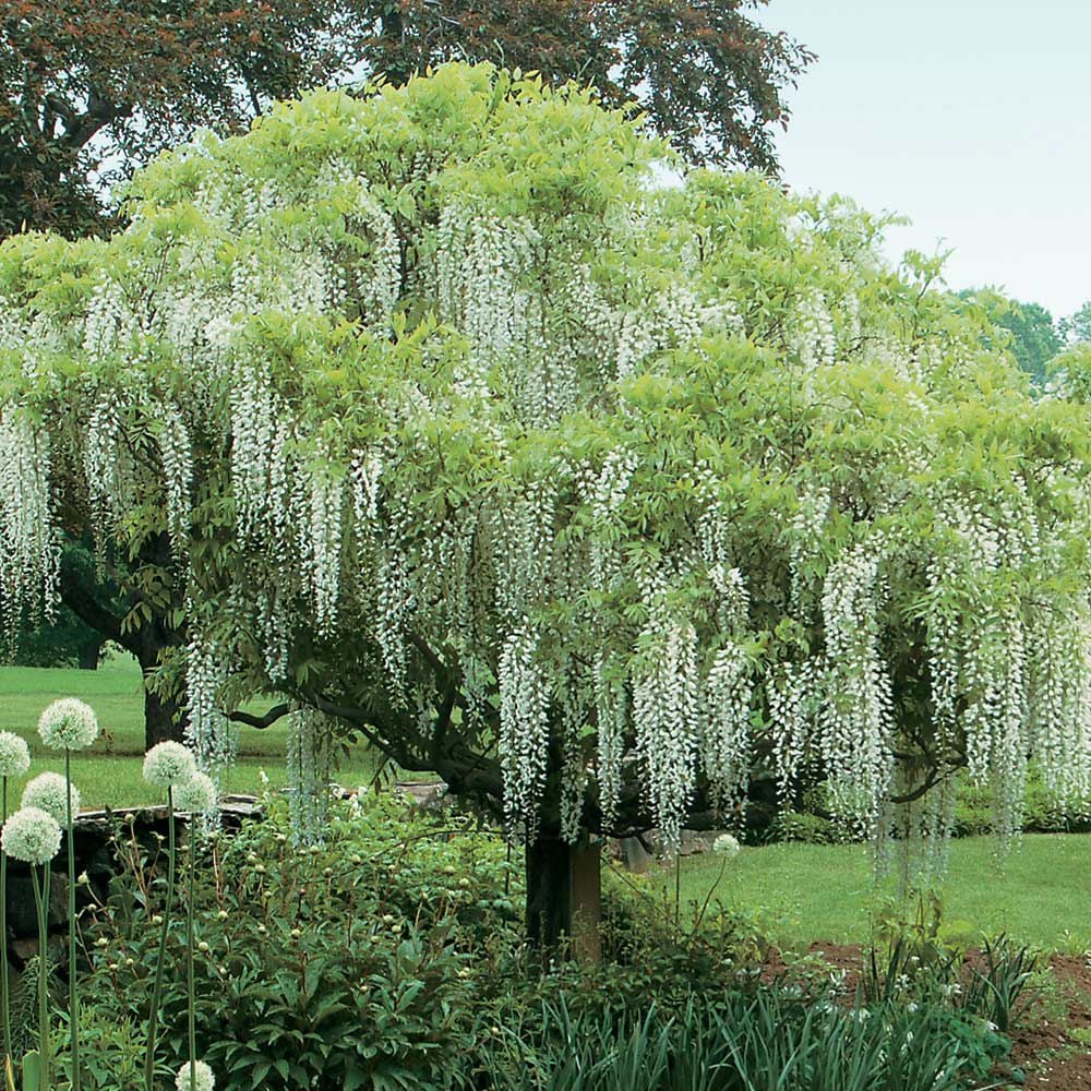 Wisteria Longissima Alba