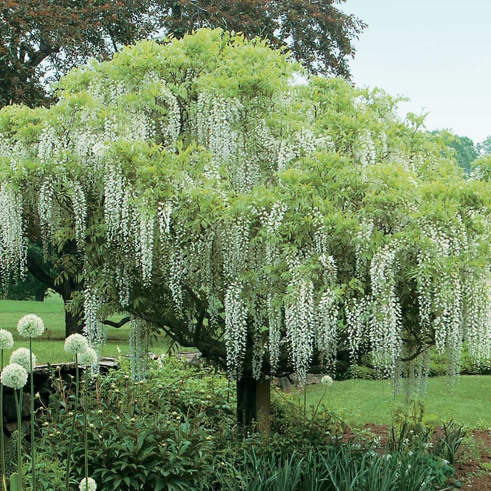 Wisteria 'Longissima Alba'