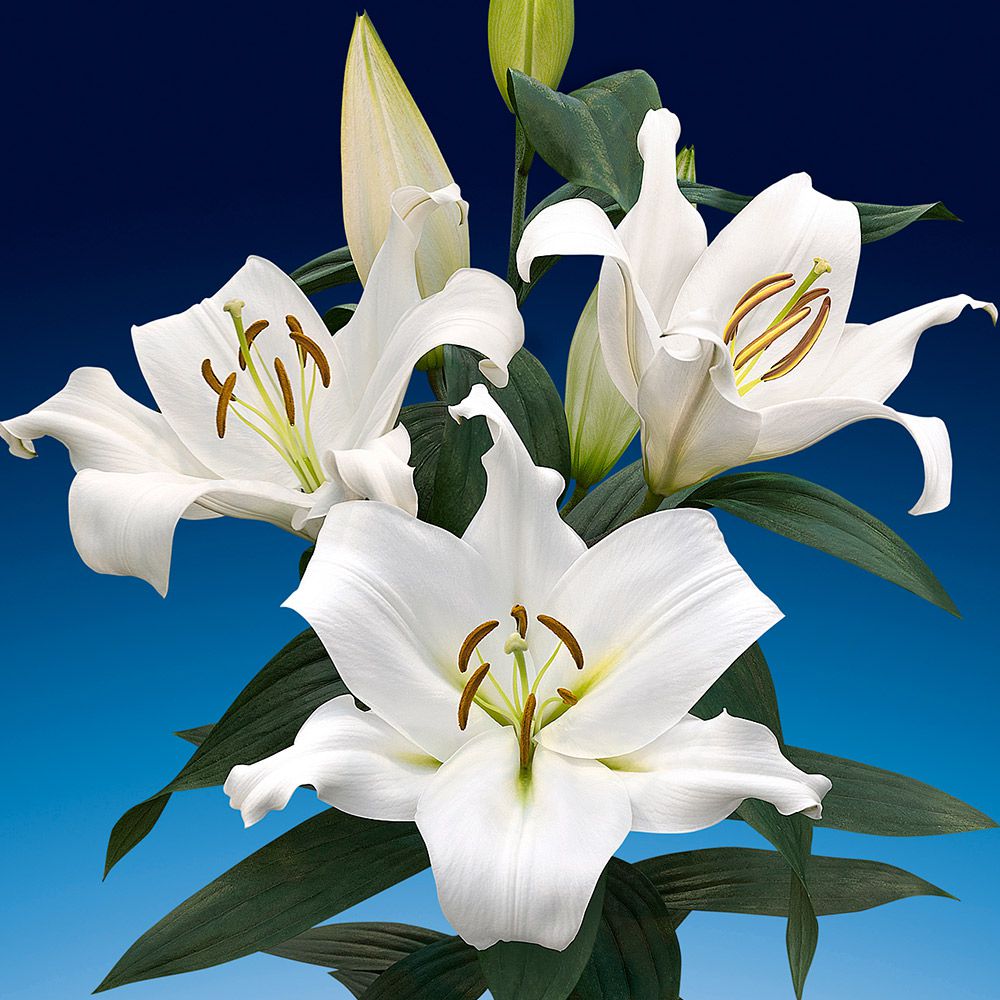 Ovation Large-Flowering Orienpet Lily Mix | White Flower Farm