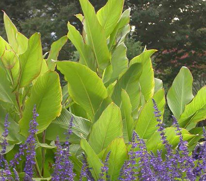Canna 'Grande'