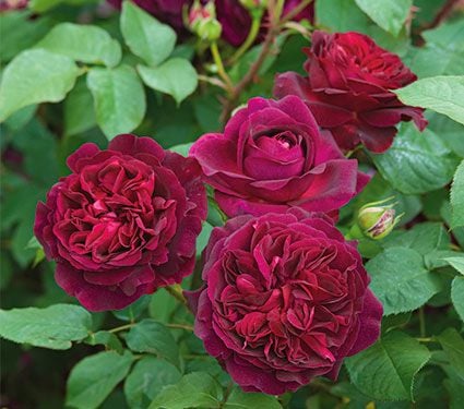 Rose Munstead Wood | White Flower Farm