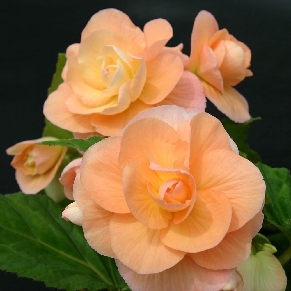 Begonia 'Olivia' Blackmore & Langdon