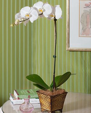 Months of Easy-Care Moth Orchids - Grower's Choice