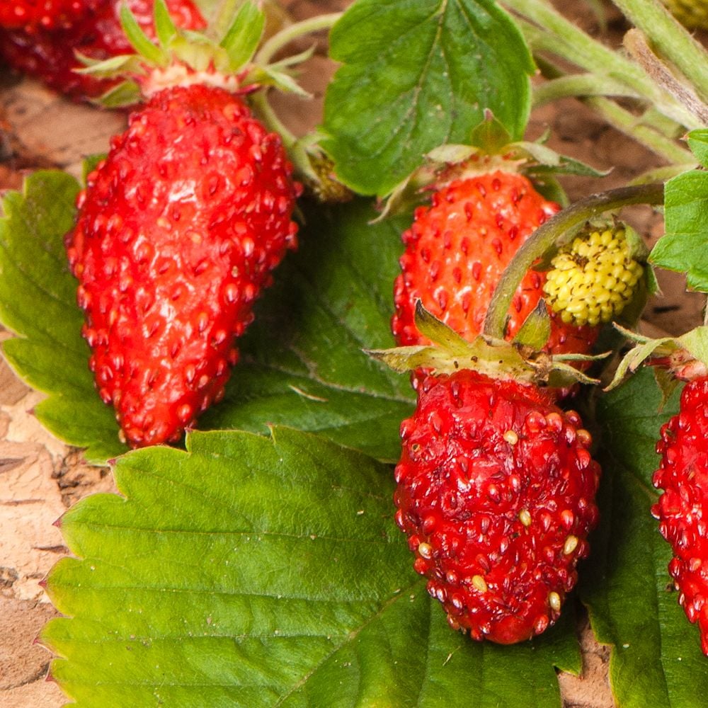 Fragaria vesca Baron Solemacher Strawberry