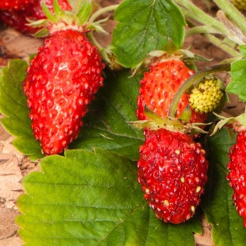  Fragaria vesca Baron Solemacher Strawberry