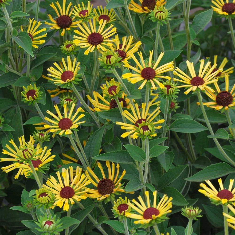 Rudbeckia subtomentosa 'Little Henry'