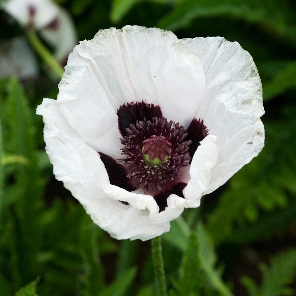 Papaver orientale 'Royal Wedding'