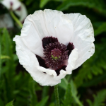  Papaver orientale 'Royal Wedding'