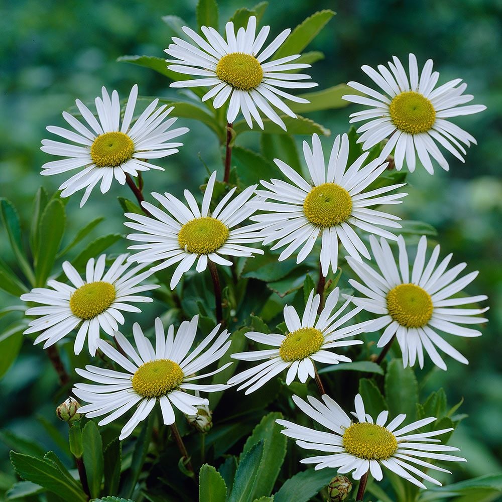 Nipponanthemum nipponicum (Montauk Daisy)