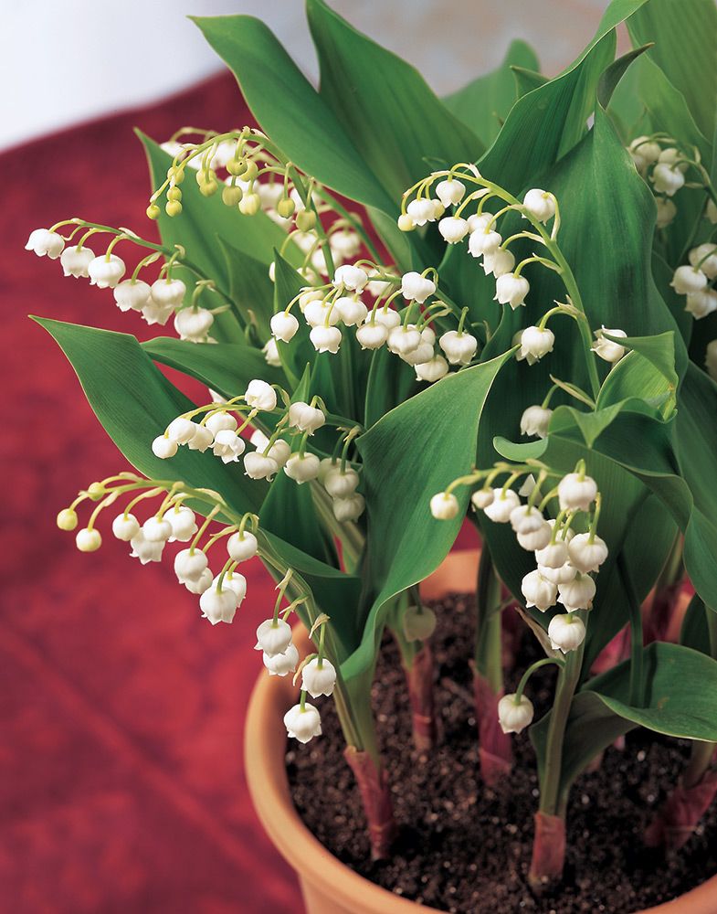 LilyoftheValley White Flower Farm
