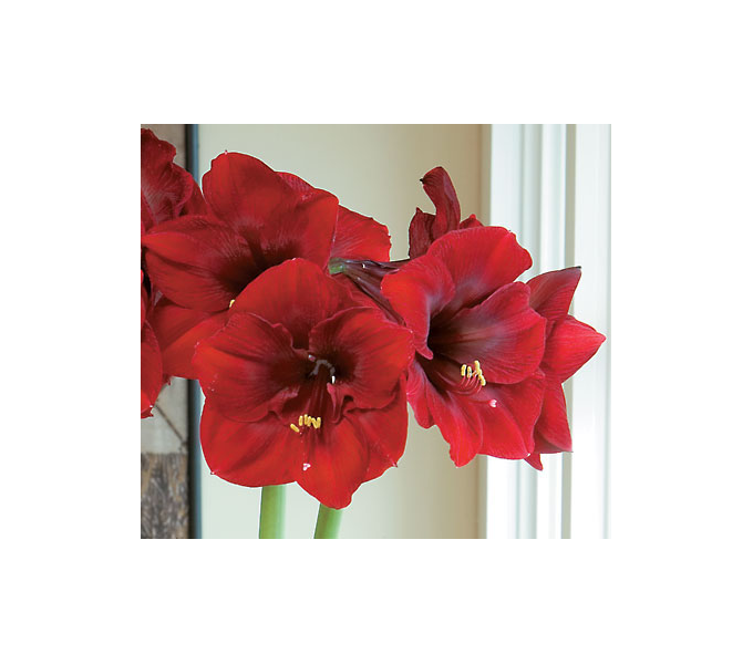 White Flower Farm Amaryllis