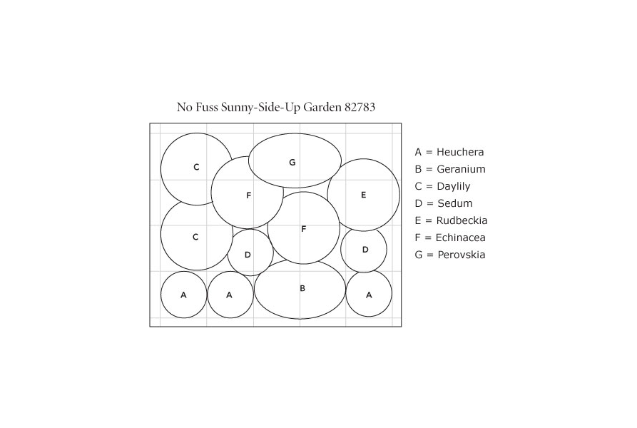 No Fuss Sunny Side Up Garden White Flower Farm