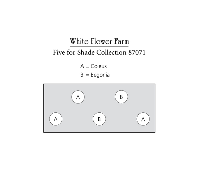Five for the Shade Annual Collection 5 plants White Flower Farm