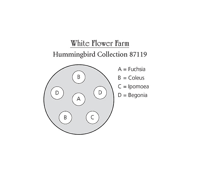 Hummingbird Container Garden White Flower Farm