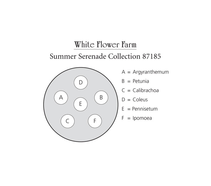 Summer Serenade Annual Collection 6 plants White Flower Farm