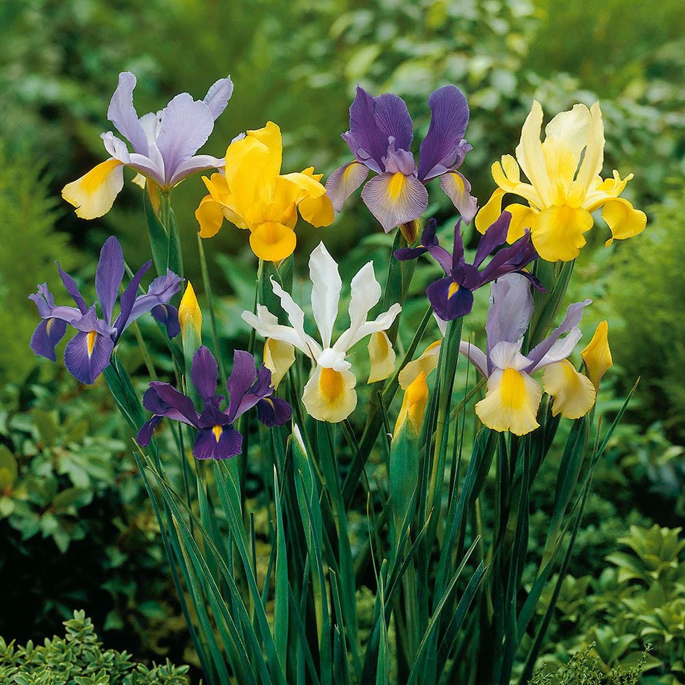 Now Shipping!! Dutch Iris Mix - Lovely Blooms 10 bulbs 