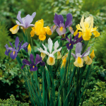  Dutch Iris Mix