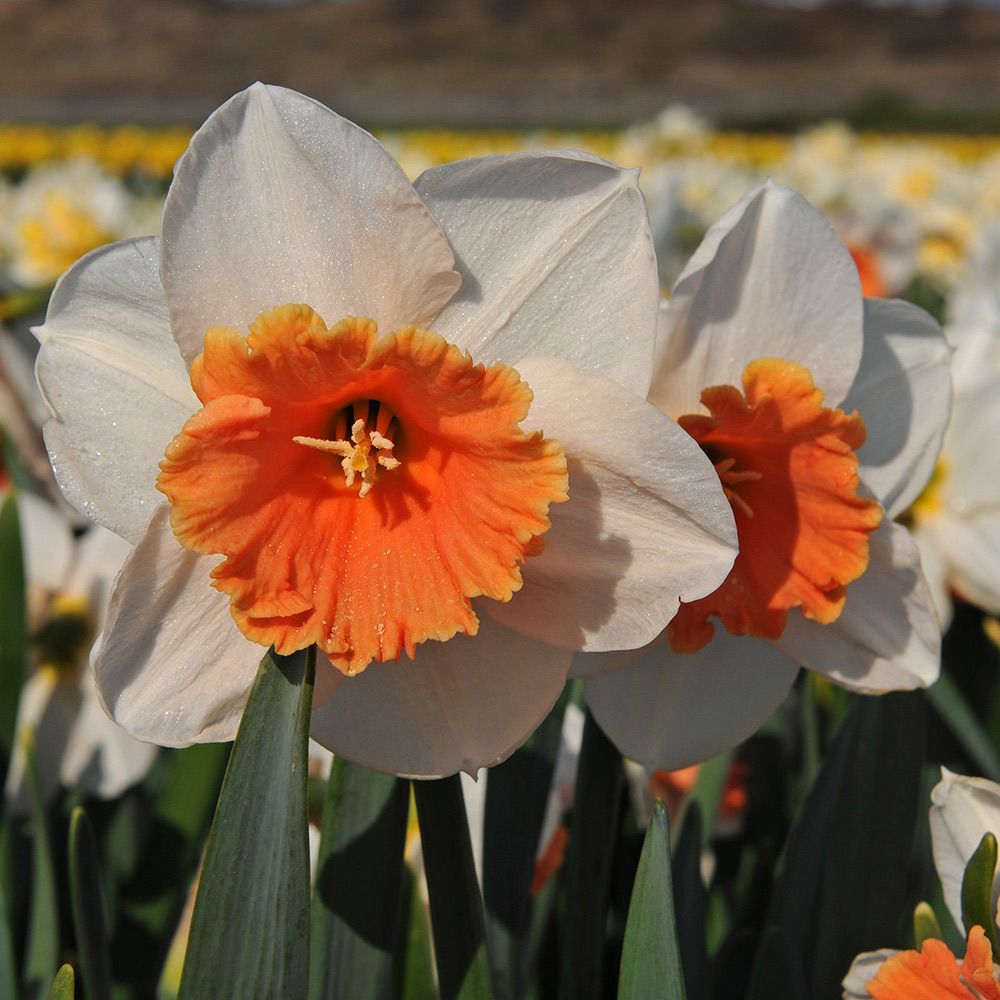 Narcissus 'Tromba Rosa'