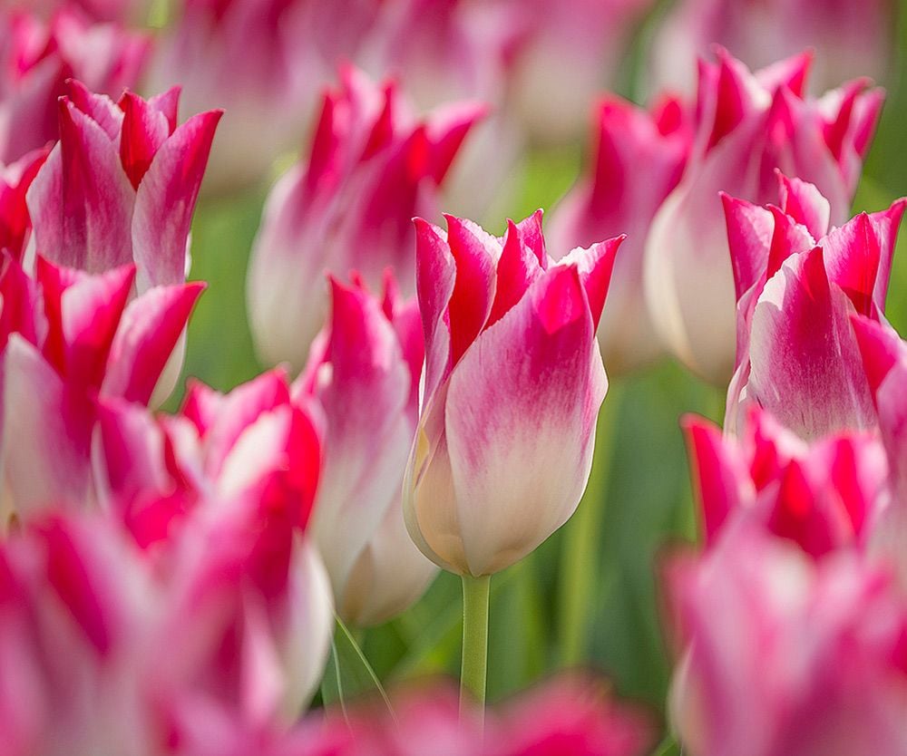 Tulip Whispering Dream | White Flower Farm