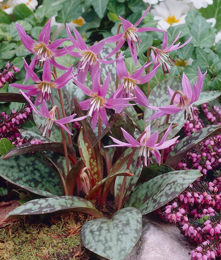 Erythronium - Форум HobbyKafe.com