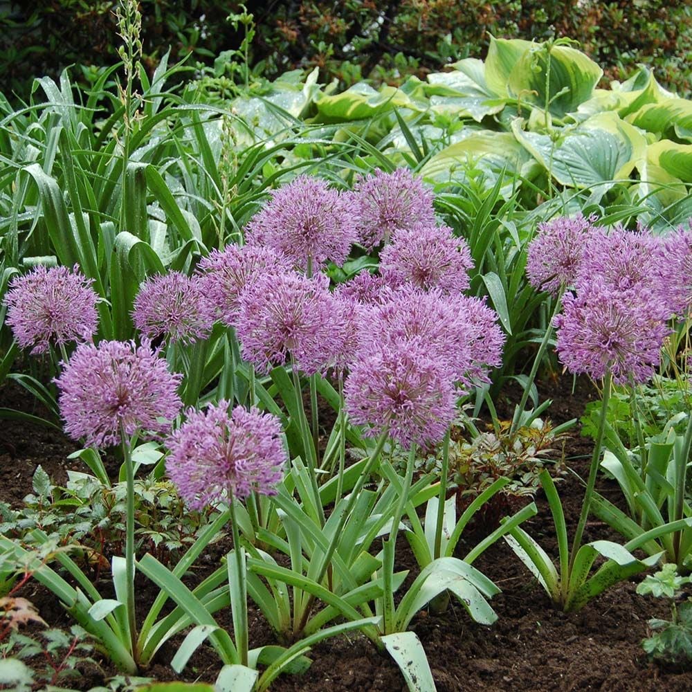 Allium 'Powder Puff' White Flower Farm