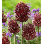  Allium amethystinum 'Red Mohican'
