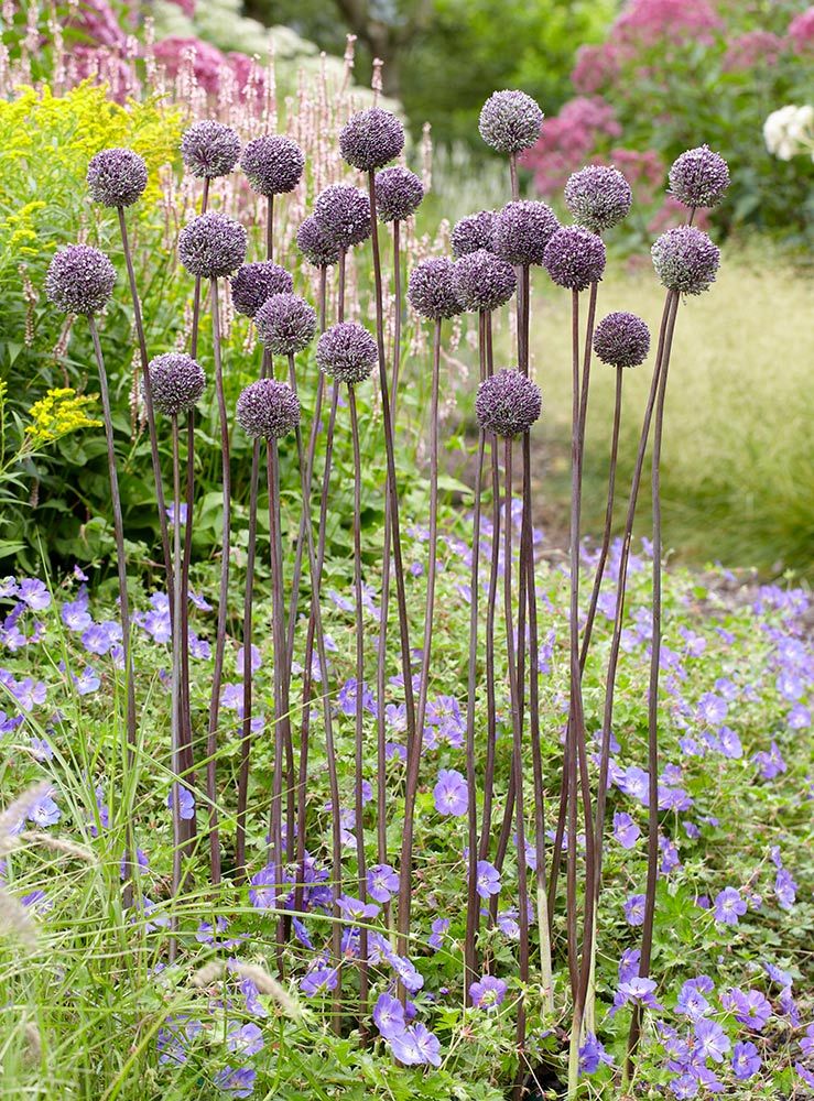 Allium Summer Drummer  White Flower Farm