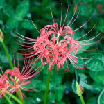  Lycoris radiata