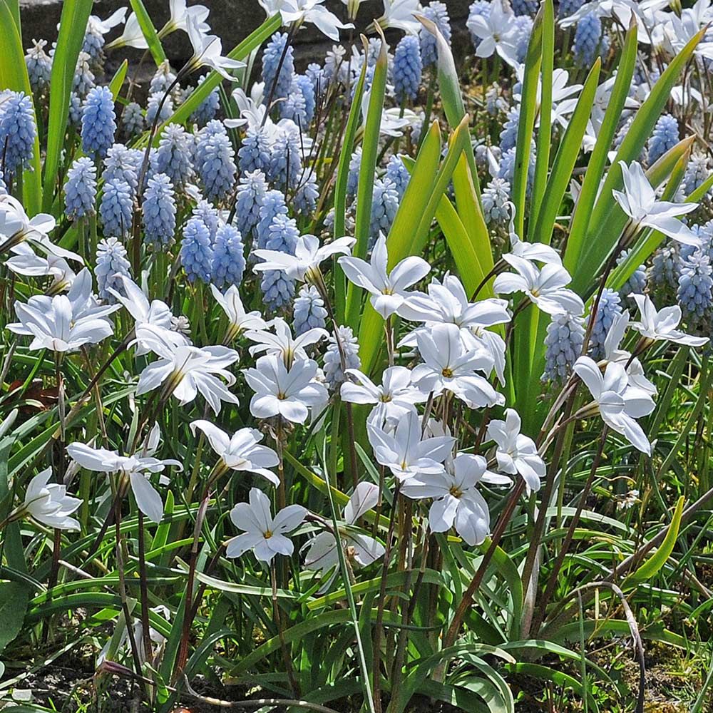 Periwinkle Path | White Flower Farm